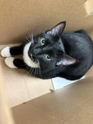 A young small-sized male Black & White / Tuxedo Domestic Short Hair cat named Mookie for adoption in Charleston, SC