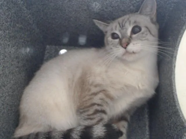 Mama Cat