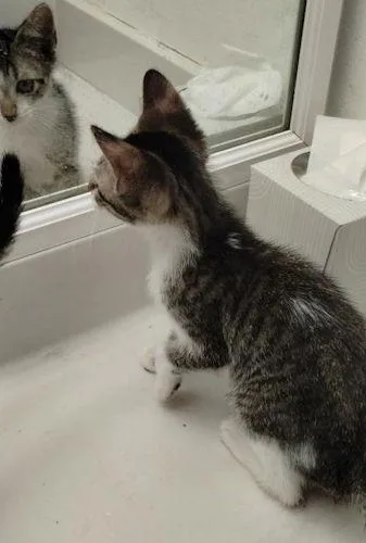 Tobby  Center thumbnail 2