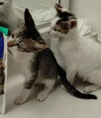 Tobby  Center thumbnail 3