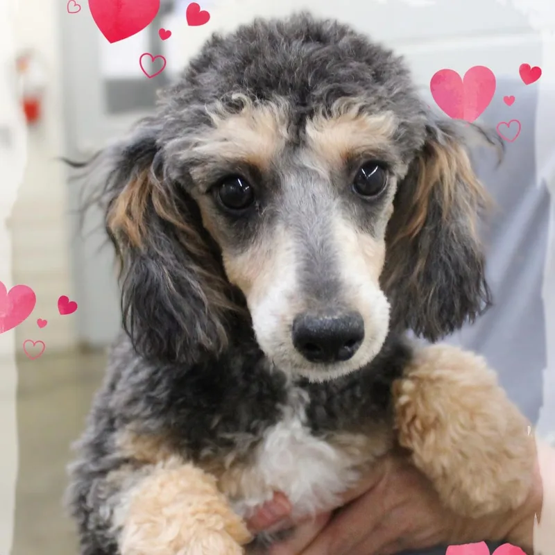 A young small-sized female Tricolor (Brown, Black, & White) Poodle dog named Nutmeg for adoption in Amelia, OH