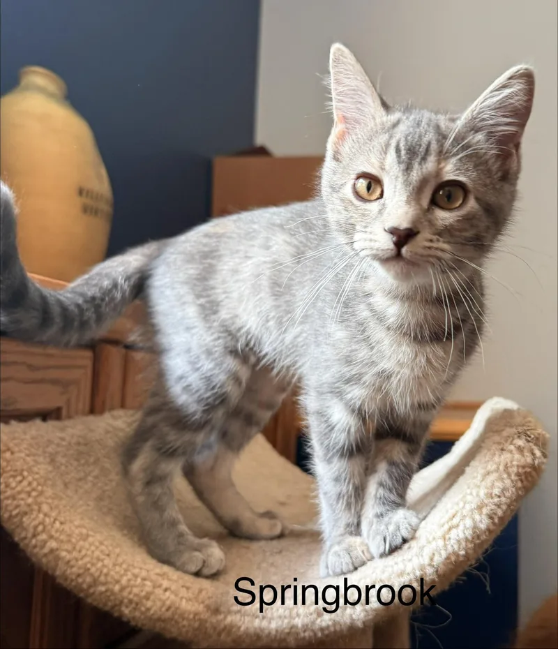A baby medium-sized female Gray & White Domestic Short Hair cat named Springbrook for adoption in Blaine, MN