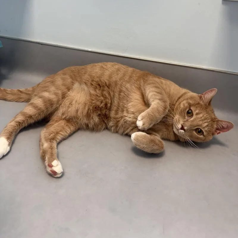 An adult small-sized male Domestic Short Hair cat named Ricky for adoption in Boston, MA