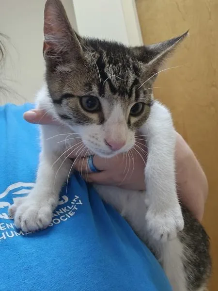 A baby small-sized male Domestic Short Hair cat named Sharpie for adoption in Kennewick, WA