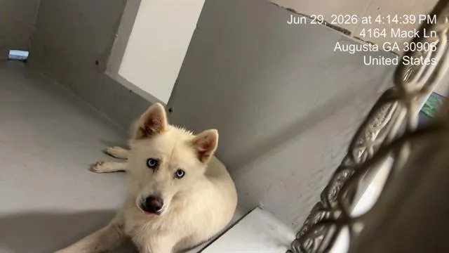 A young medium-sized female Husky dog named Abby for adoption in Augusta, GA