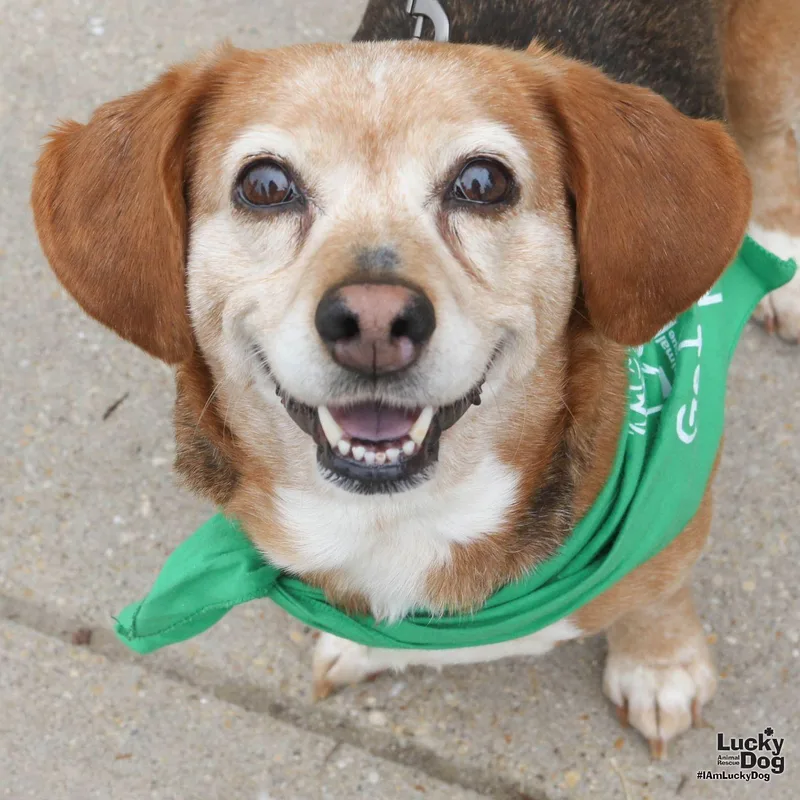 An adult small-sized female Beagle dog named Pooh Bear for adoption in Washington, DC