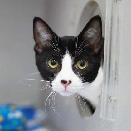 A baby small-sized male Black Domestic Short Hair cat named Cola for adoption in Atlanta, GA