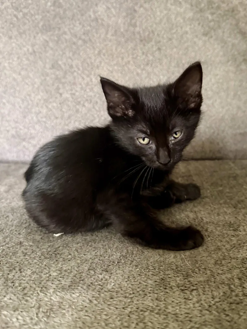 A baby medium-sized female Black Domestic Short Hair cat named CAT  Snickers for adoption in GILBERTS, IL