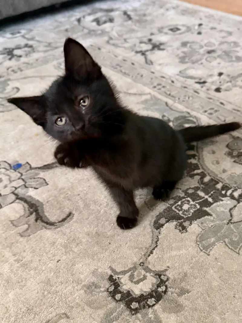 CAT  Snickers thumbnail 2
