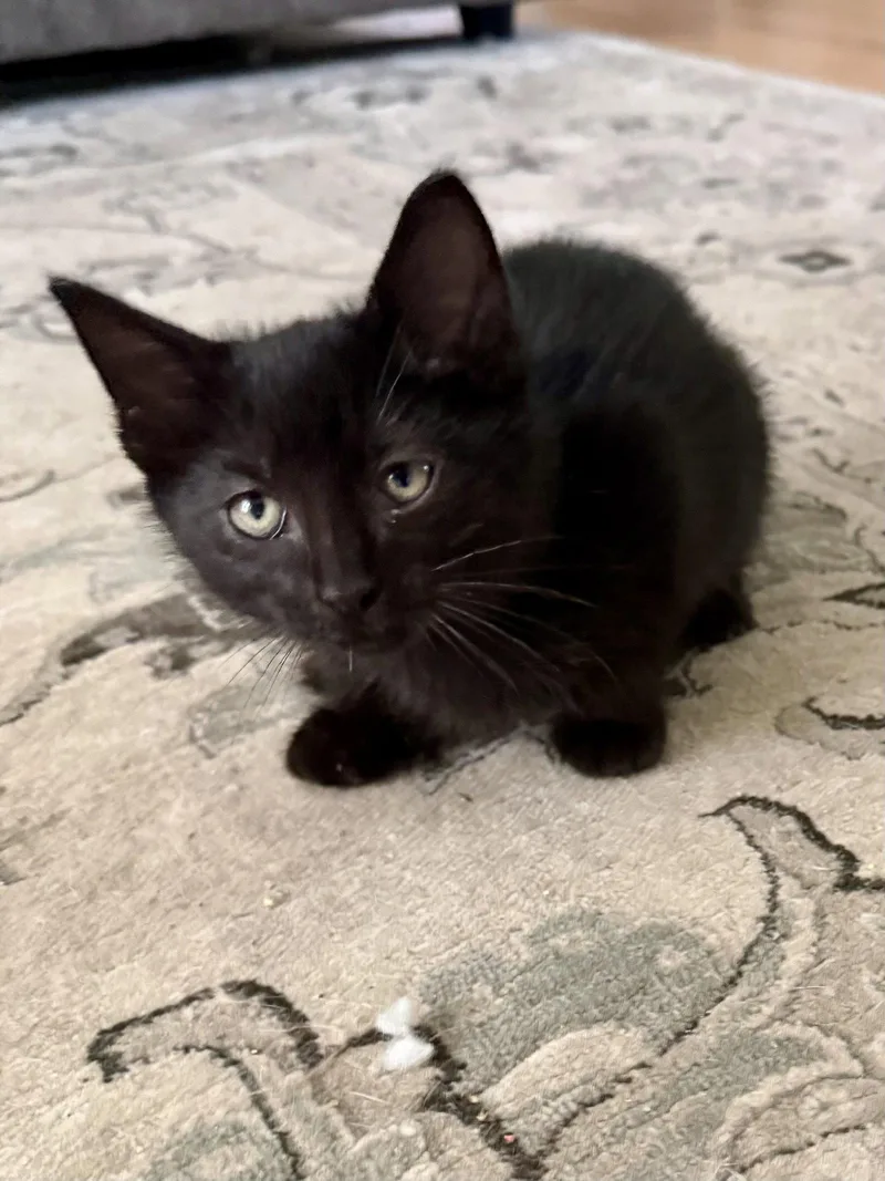 CAT  Snickers thumbnail 3