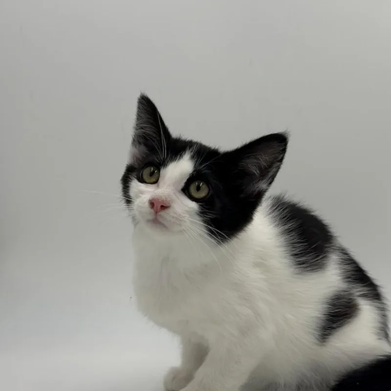 A baby medium-sized female Domestic Short Hair cat named Atlas for adoption in State College, PA