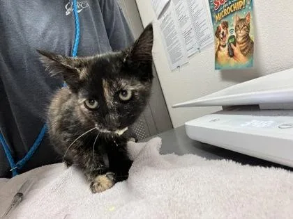 A baby small-sized female Domestic Short Hair cat named Volvox for adoption in Sacramento, CA