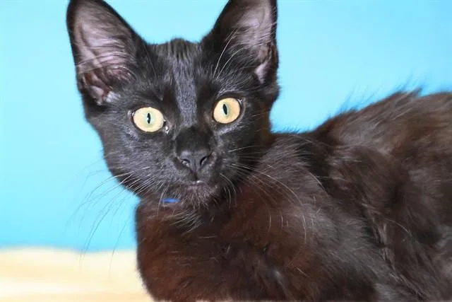 Licorice