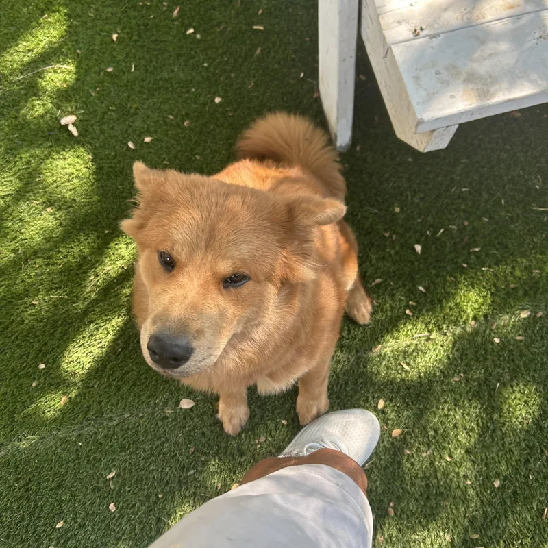 A baby medium-sized female Golden Chow Chow dog named Nikki for adoption in Houston, TX