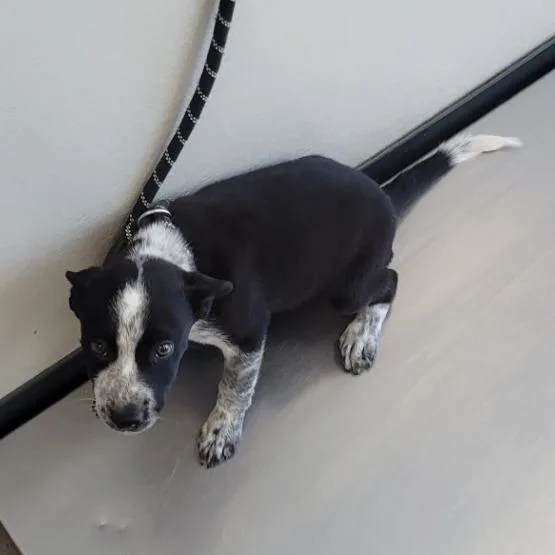 A baby small-sized female Black Mixed Breed dog named Bella for adoption in Las Cruces, NM
