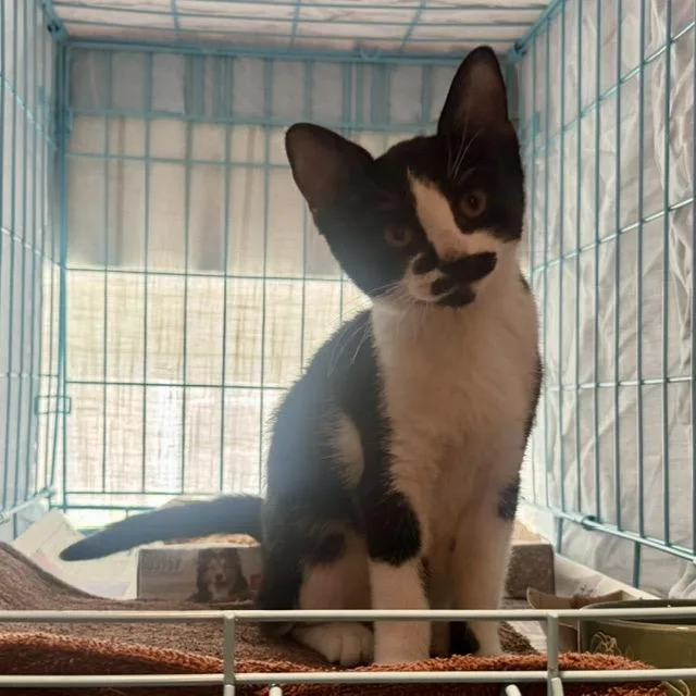 A baby medium-sized female Black & White / Tuxedo Tuxedo cat named Rosa for adoption in Churchville, PA