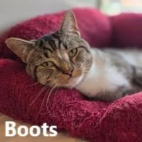 An adult large-sized male Tabby (Brown / Chocolate) Domestic Short Hair cat named Boots for adoption in Olympia, WA