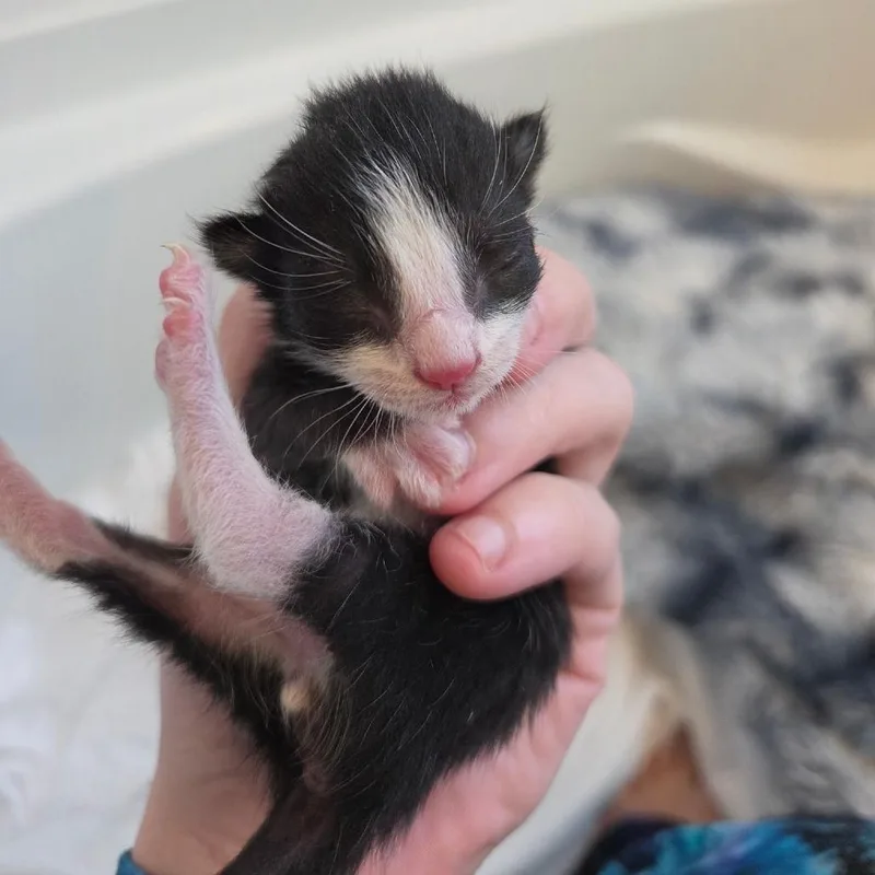 A baby small-sized male American Shorthair cat named Hurlburt for adoption in Freeport, FL
