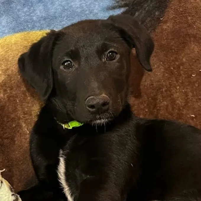 A young medium-sized female Black Mixed Breed dog named Megan Moroney for adoption in Nantucket, MA