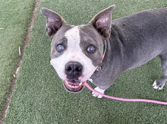An adult large-sized female Pit Bull Terrier dog named Gertie for adoption in Phoenix, AZ