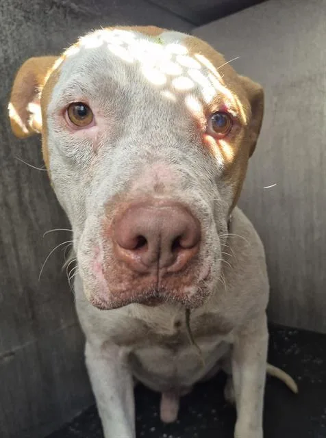 An adult medium-sized male American Staffordshire Terrier dog named Wero for adoption in San Antonio, TX