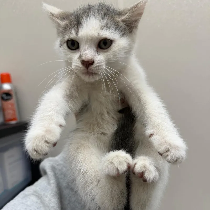 A baby small-sized female Gray / Blue / Silver Domestic Short Hair cat named Lion for adoption in Morganton, NC