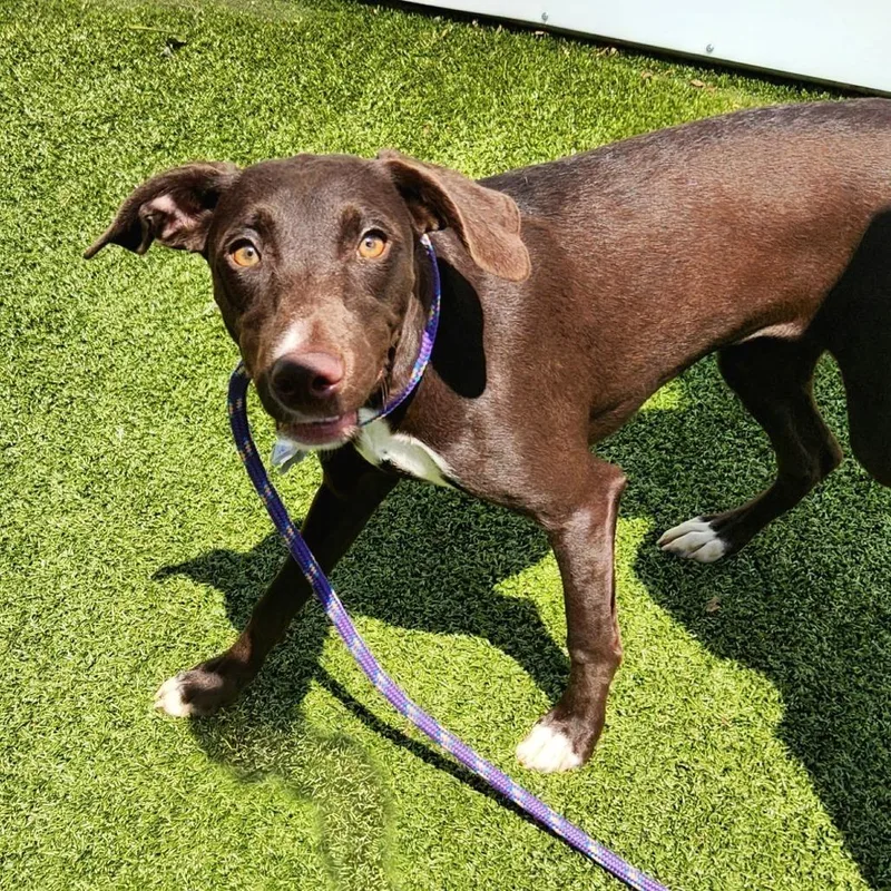 A young medium-sized female Brown / Chocolate Whippet dog named Mama Pup: Dove for adoption in Falls Church, VA