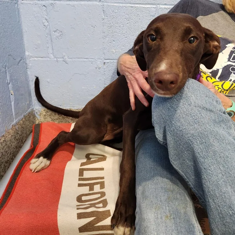Mama Pup: Dove thumbnail 2