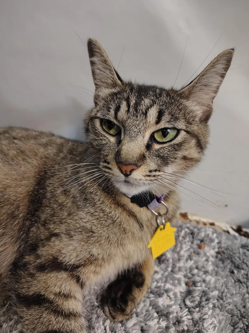 A young medium-sized female Tabby (Brown / Chocolate) Domestic Short Hair cat named Purrecious for adoption in Portland, OR