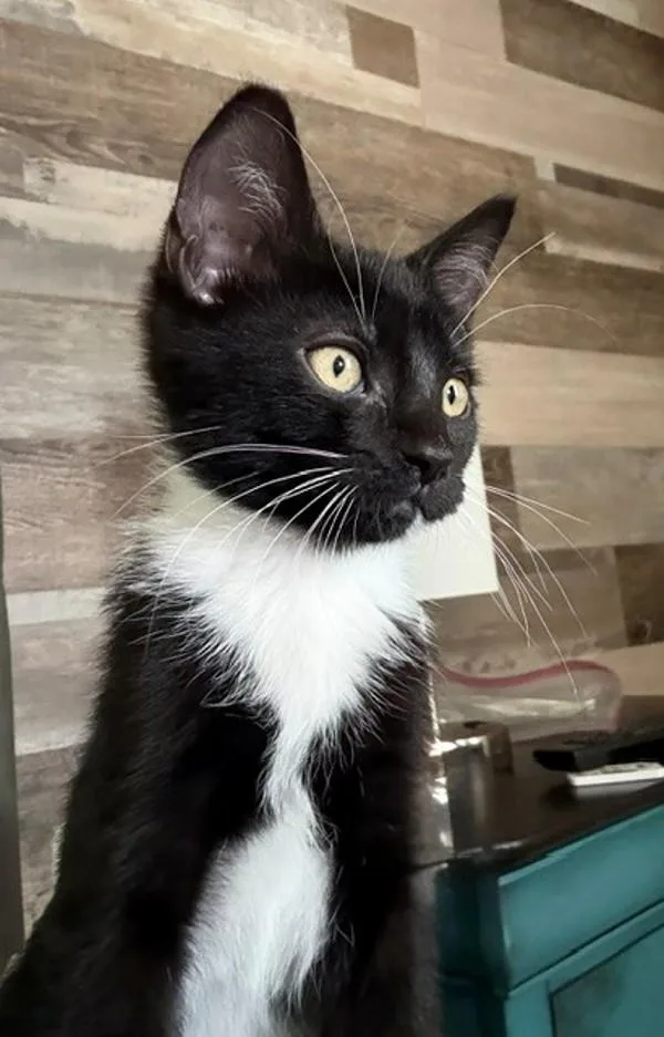 A baby medium-sized female Domestic Short Hair cat named Licorice for adoption in Salt Lake City, UT