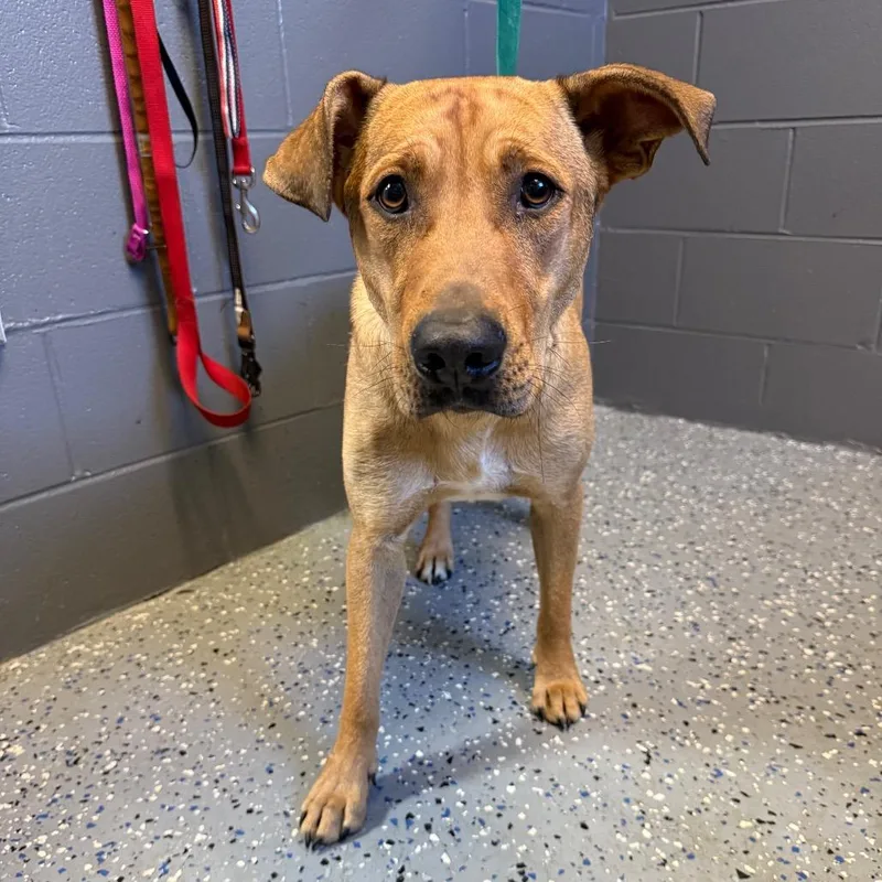 An adult medium-sized male Brown / Chocolate Mountain Cur dog named Jake for adoption in Tuscaloosa, AL