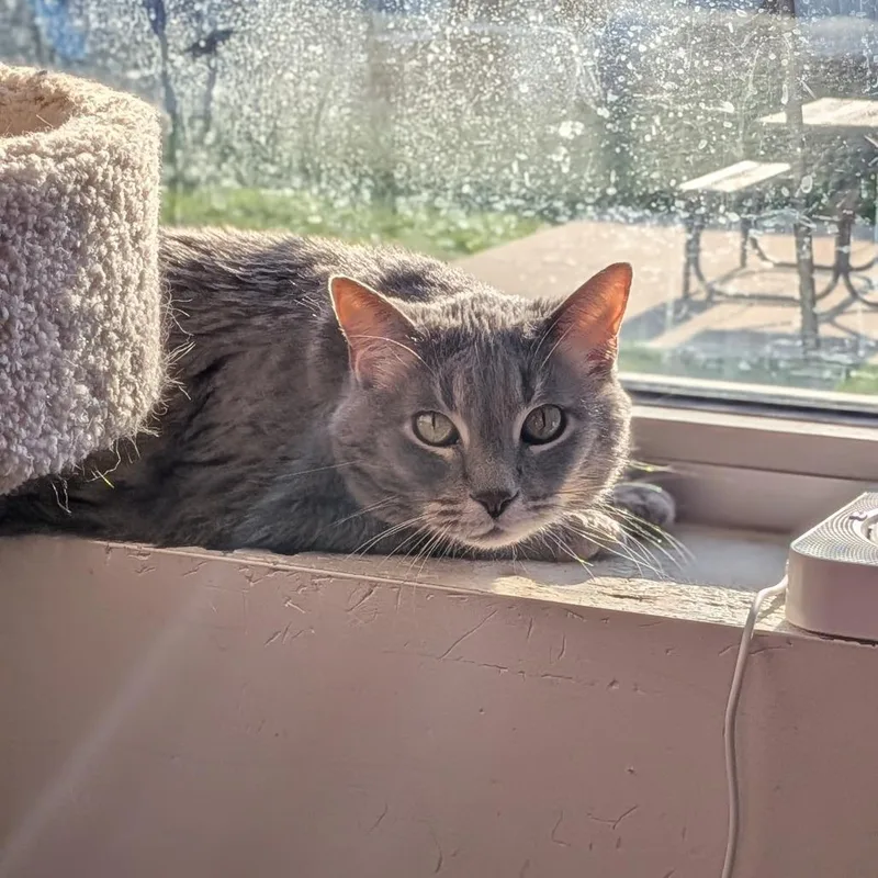 A senior large-sized female Gray / Blue / Silver Domestic Short Hair cat named Dela for adoption in Milan, IL