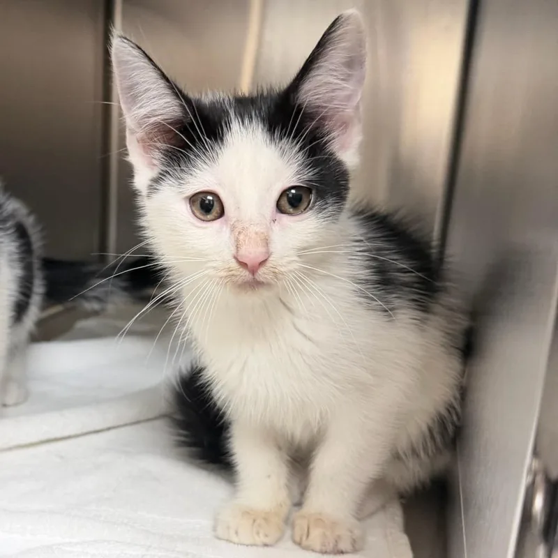 A baby small-sized male White Domestic Short Hair cat named Dakota for adoption in Springfield, MA