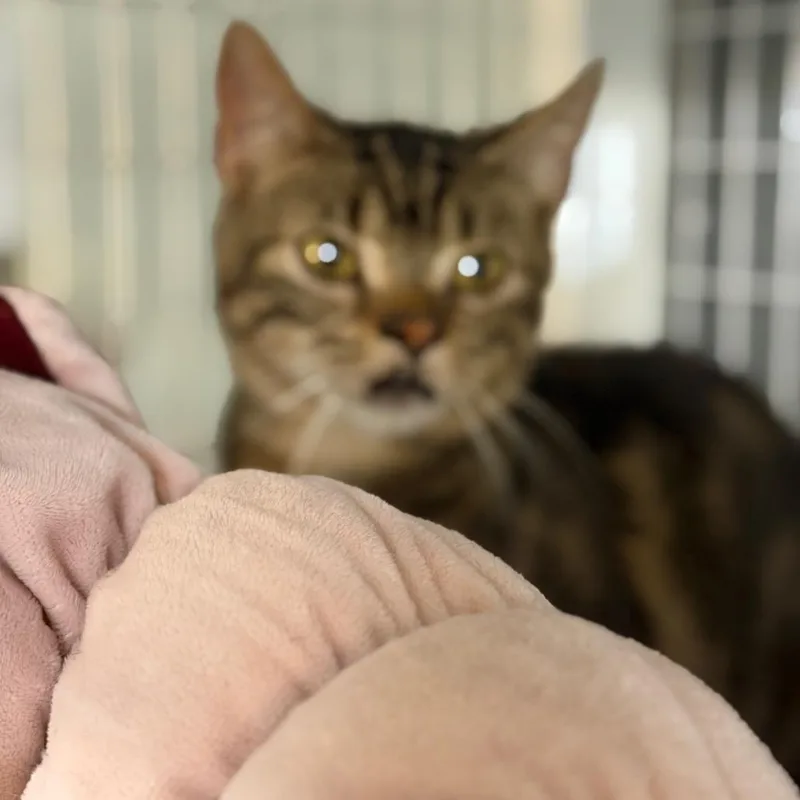 A baby small-sized male Brown / Chocolate Domestic Short Hair cat named Truffle for adoption in Middle Village, NY
