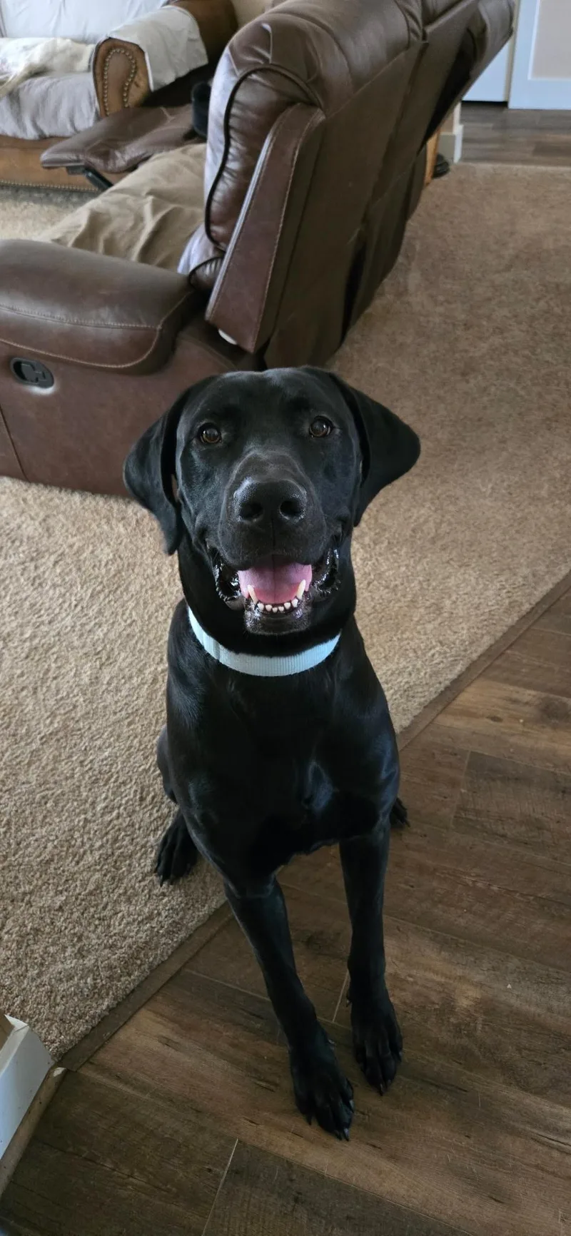 A young extra large-sized male Great Dane dog named Kane for adoption in Twin Falls, ID