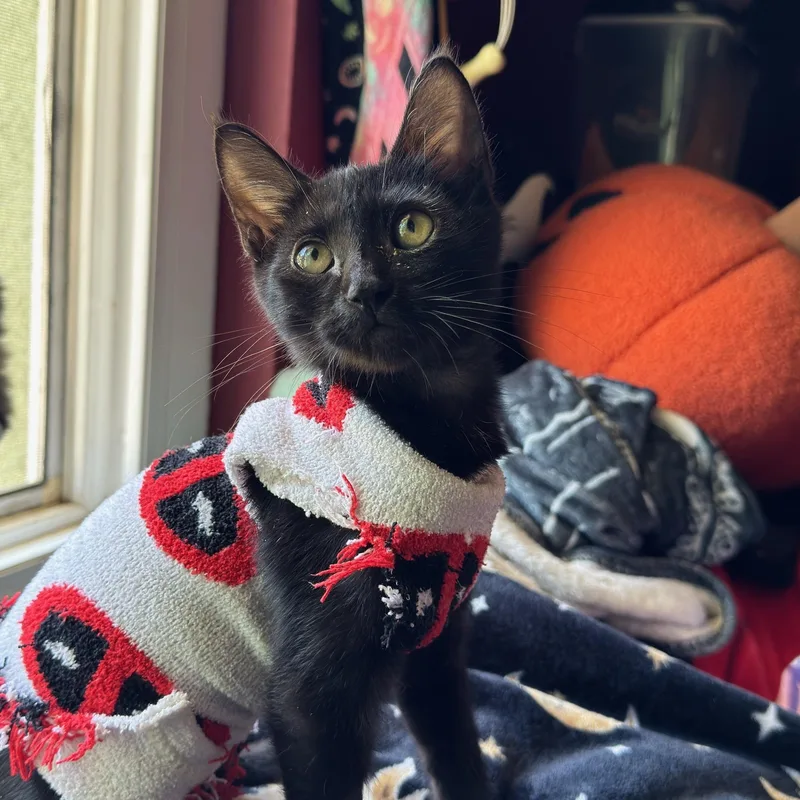 A baby small-sized female Black Domestic Medium Hair cat named Cassie for adoption in Santa Maria, CA