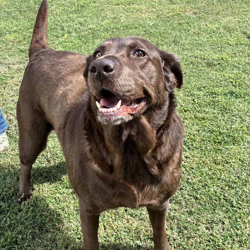 An adult large-sized female Brown / Chocolate Chocolate Labrador Retriever dog named Brinkley for adoption in Emporia, VA