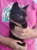 A young small-sized male Black Domestic Short Hair cat named Starlight for adoption in Santa Cruz, CA