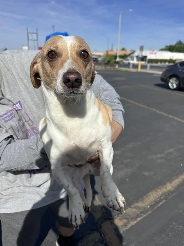 A young small-sized male Dachshund dog named Dimples for adoption in Manhattan, NY