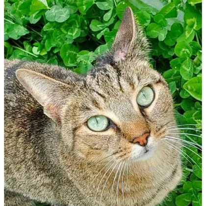 An adult medium-sized female Domestic Short Hair cat named Clove for adoption in Hudson, MA