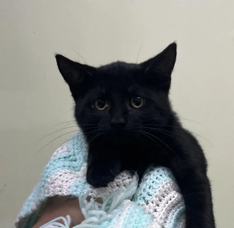 A baby small-sized female Domestic Short Hair cat named Fuji for adoption in Shorewood, IL