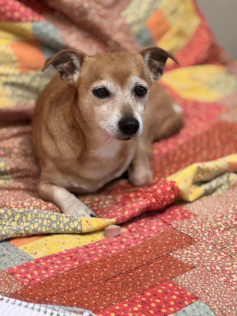 A senior small-sized male Chihuahua dog named Gator for adoption in Pawleys Island, SC