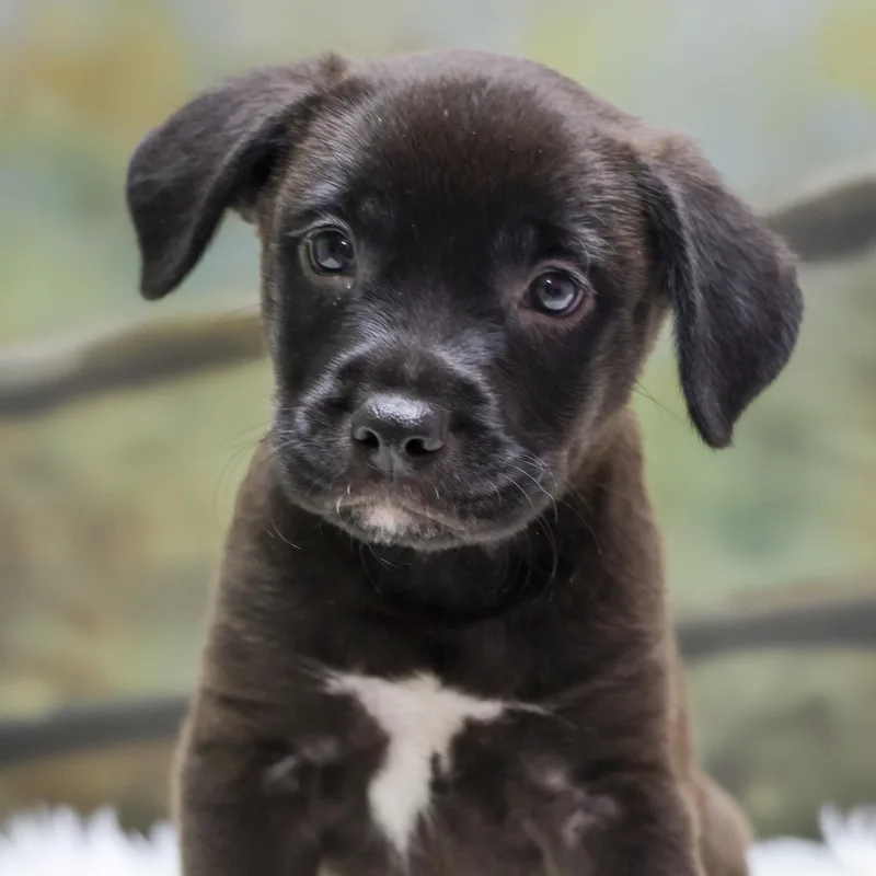 Onyx