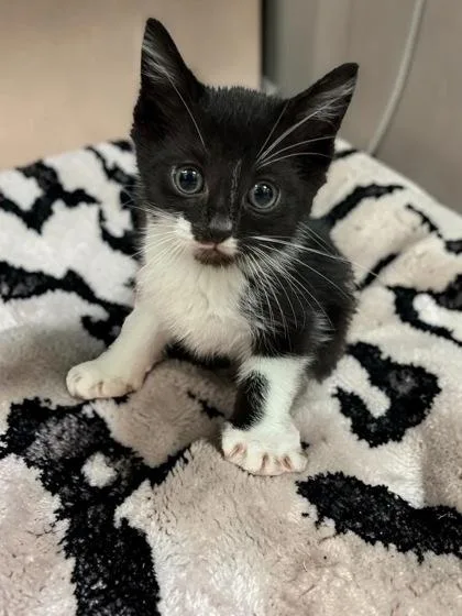 A baby medium-sized male Domestic Short Hair cat named Archie for adoption in Cumberland, MD