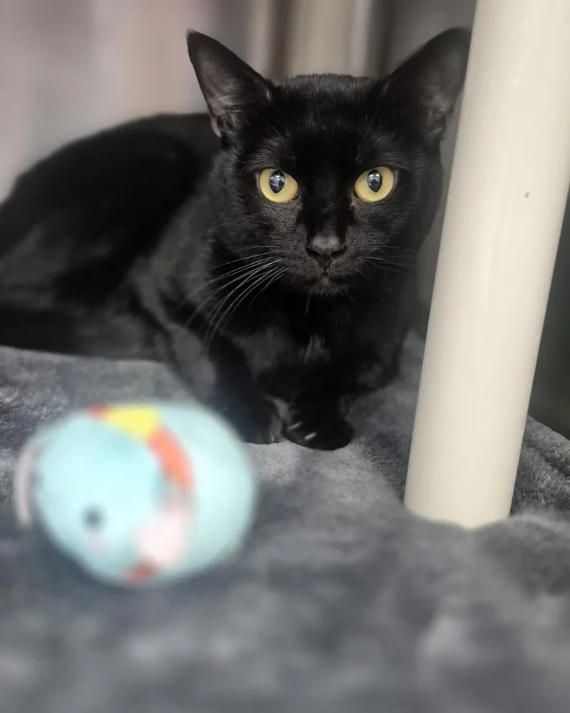 An adult medium-sized male Domestic Short Hair cat named Raven for adoption in Front Royal, VA