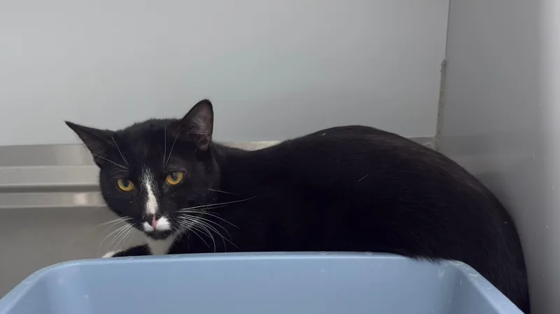 An adult medium-sized male Black & White / Tuxedo Domestic Short Hair cat named 61575004 for adoption in Elko, NV