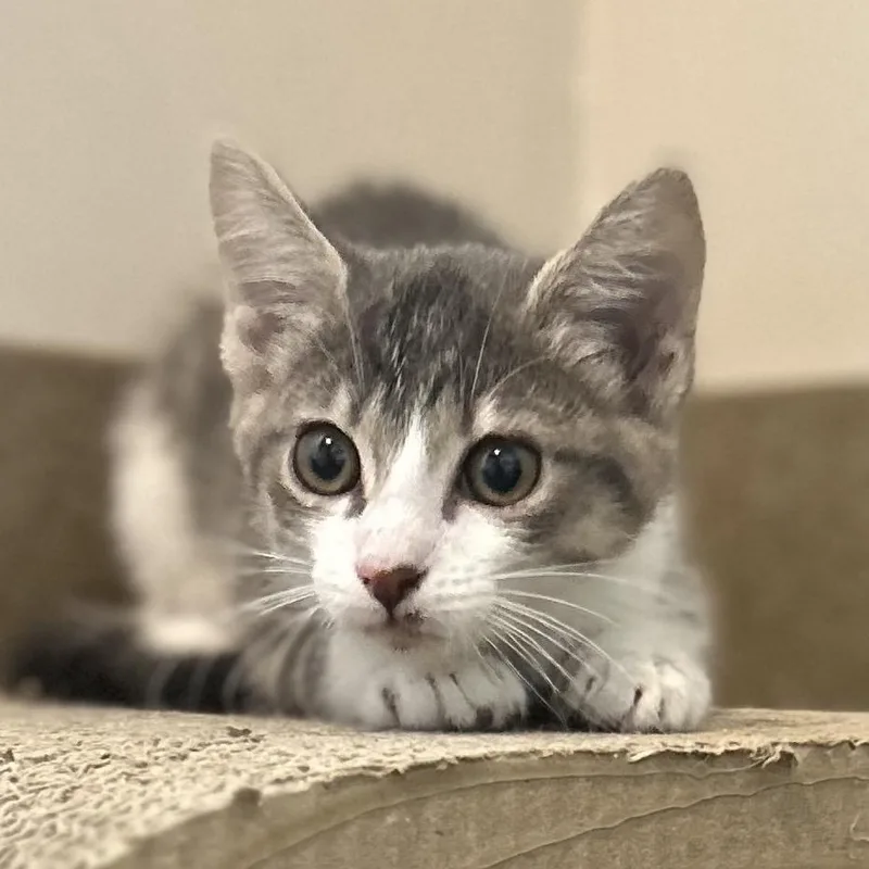A baby small-sized female Gray / Blue / Silver Domestic Short Hair cat named Cloe for adoption in Green Bay, WI