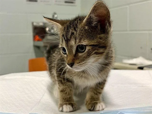 A baby small-sized male Brown / Chocolate Domestic Short Hair cat named Spaghetti for adoption in Tavares, FL
