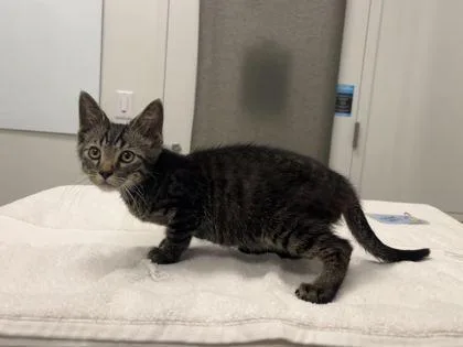 A baby small-sized male Brown / Chocolate Domestic Short Hair cat named Chicago Wind for adoption in Kansas City, MO