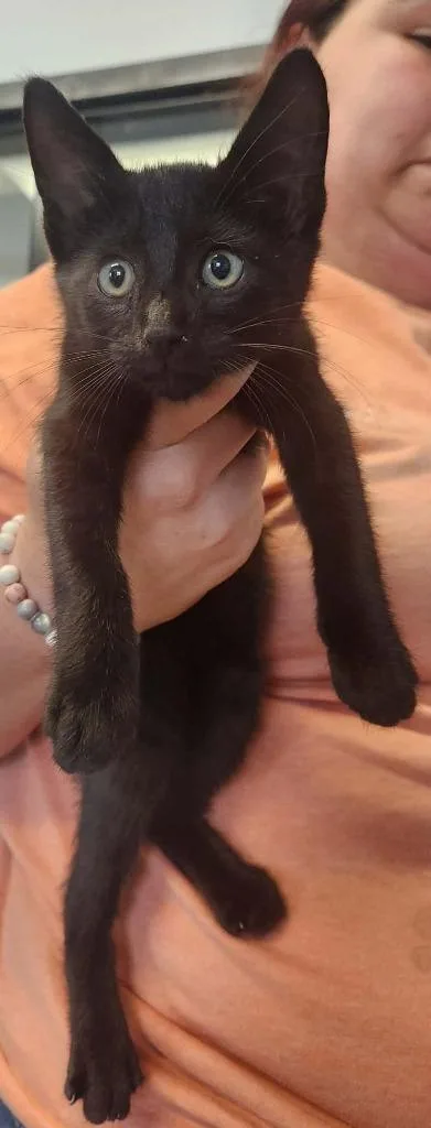A baby small-sized male Domestic Short Hair cat named Mortar for adoption in Republic, MO